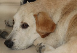 食品原料小百科：小狗會不會得關(guān)節(jié)炎？